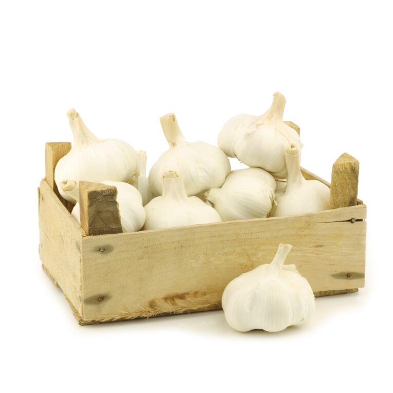 Garlic