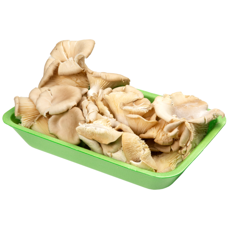 Pleurotus mushrooms
