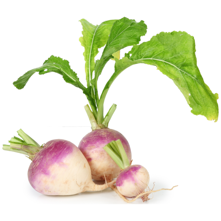 Radishes